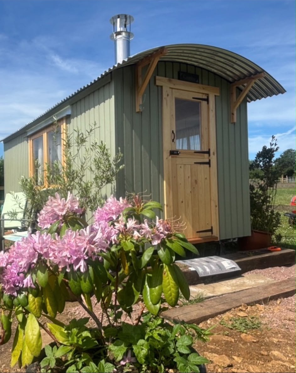 A green shepherd's hut with a curved roof and timber stable door, with pink rhododendron flowers in the garden in front.